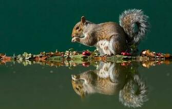 Wallpaper Autumn Leaves Water Reflection Berries Protein