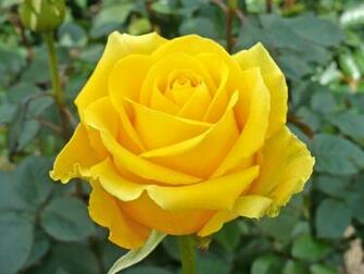 Yellow Rose Image Desktop Background