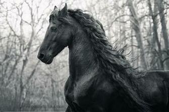 Go Back Gallery For Friesian Horses Wallpaper
