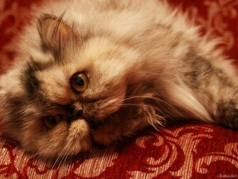 Moe Kitten Wallpaper