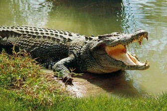 Crocodile Wallpaper Animals Gallery Pc