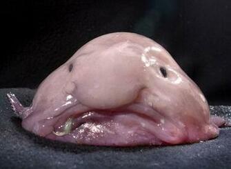 HD Wallpaper Desktop Blob Fish