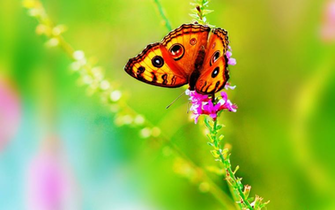 Bright Colorful Butterfly Wallpaper