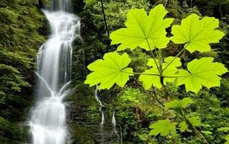 Waterfall Scenery Wallpaper Nature