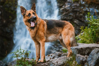 Adorable Pictures Of German Shepherds To Brighten Your Day