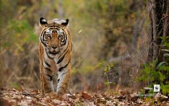 Wwf Still And Moving Image