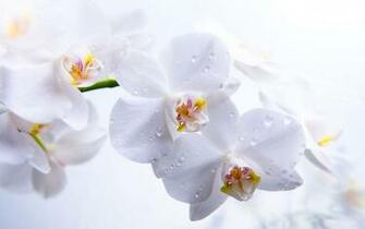 Beautiful Orchid Wallpaper X Wallpaperlayer