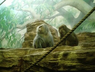 Monkeys Computer Wallpaper Desktop Background Id