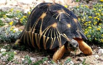 Cute Tortoise Wallpaper Baltana
