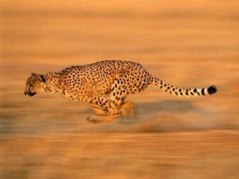 Animal Wallpaper Cheetah Running