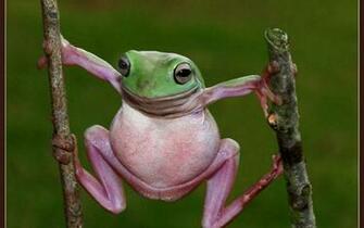 Funny Frogs Wallpaper Image Amp Pictures Becuo