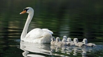 Natures Mighty Pictures Nature Photos Wallpaper