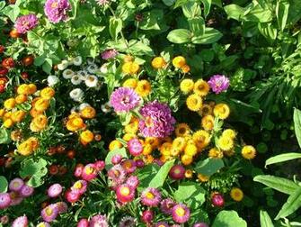 Background Wallpaper Flowers Desktop