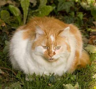 All Wallpaper Fat Cats Pictures
