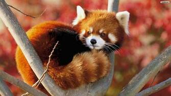 Fluffy Red Panda Wallpaper