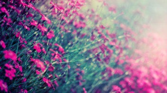 Pink Wallpaper HD