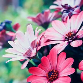 Flowers Very Nice 3d Wallpaper And Butterflies