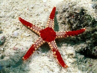 Best Wallpaper Starfish