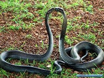 King Cobra Snake Photos Fog HD Wallpaper