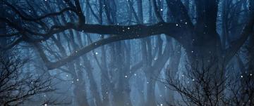 Fireflies Over A Tree HD Wallpaper 4k Ultra Wide Tv