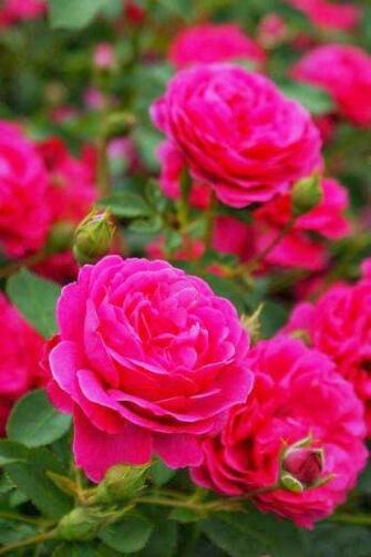 Most Beautiful Roses Wallpaper Collection For Ever Android
