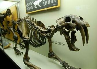 Sabre Toothed Tiger Wallpaper Image Photos Pictures