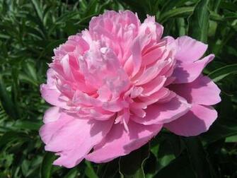 Peony Flower Wallpaper