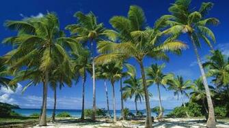 Pics Photos Palm Tree Wallpaper Desktop