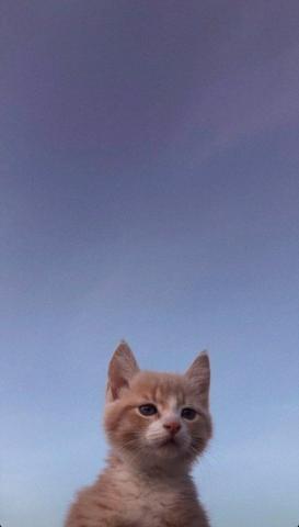 Ayuu On Funny Cat Wallpaper Cute