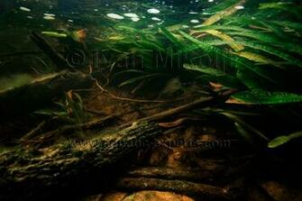Real Fish Background Aquarium Background