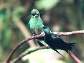 Hummingbird Wallpaper