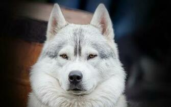 White Siberian Husky Computer Wallpaper Desktop Background