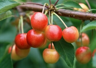 Top Apple Tree Wallpaper