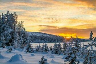 Winter Forest On Christmas Wallpaper Snow Spruce