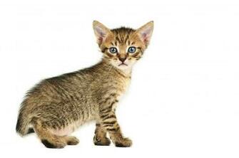 Isolated Cat On White Background