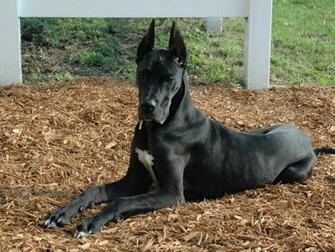 Great Dane Wallpaper
