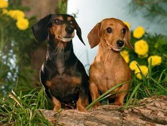 High Resolution Wallpaper Of Cute Dogs Recipeapart