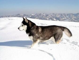 Husky Puppies In Snow Wallpaper Puppy
