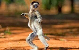 Cute Funny Animalz Animals With Dancing Image And Wallpaper