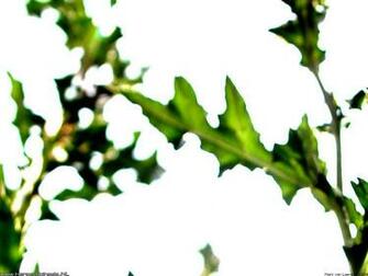 Wallpaper Thistle Hersenspinsels Nl Right Click To
