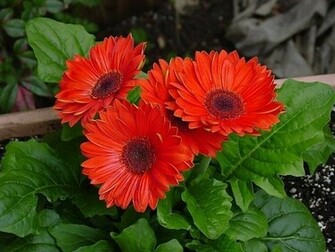 Gerbera Daisy Flower