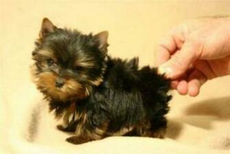 Teacup Yorkshire Terrier For