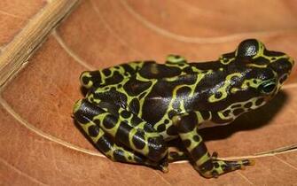Related Pictures Poison Frog Wallpaper HD