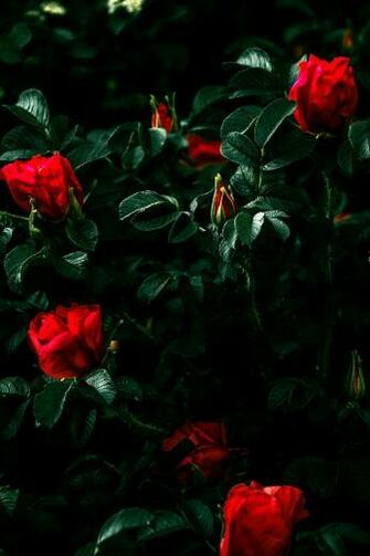 Beautiful Flowers Image HD Wallpaper In