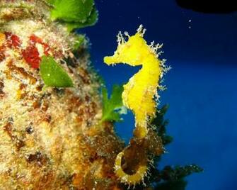 Seahorse Cavalucci Marini HD Pictures Nature Wallpaper
