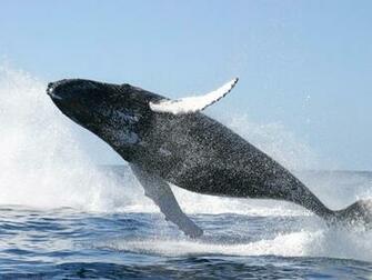 Blue Whale Wallpaper