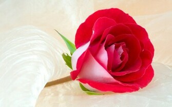 Rose Wallpaper Photos Beautiful Flower