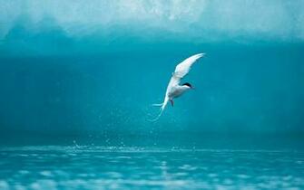 Arctic Tern Wallpaper HD