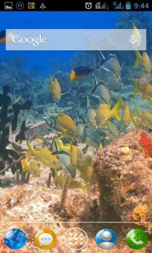 Colorful Fish Live Wallpaper For Your Android Phone