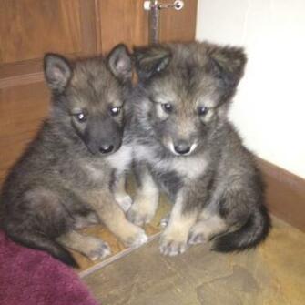 Baby German Shepherds Dog Training Tips